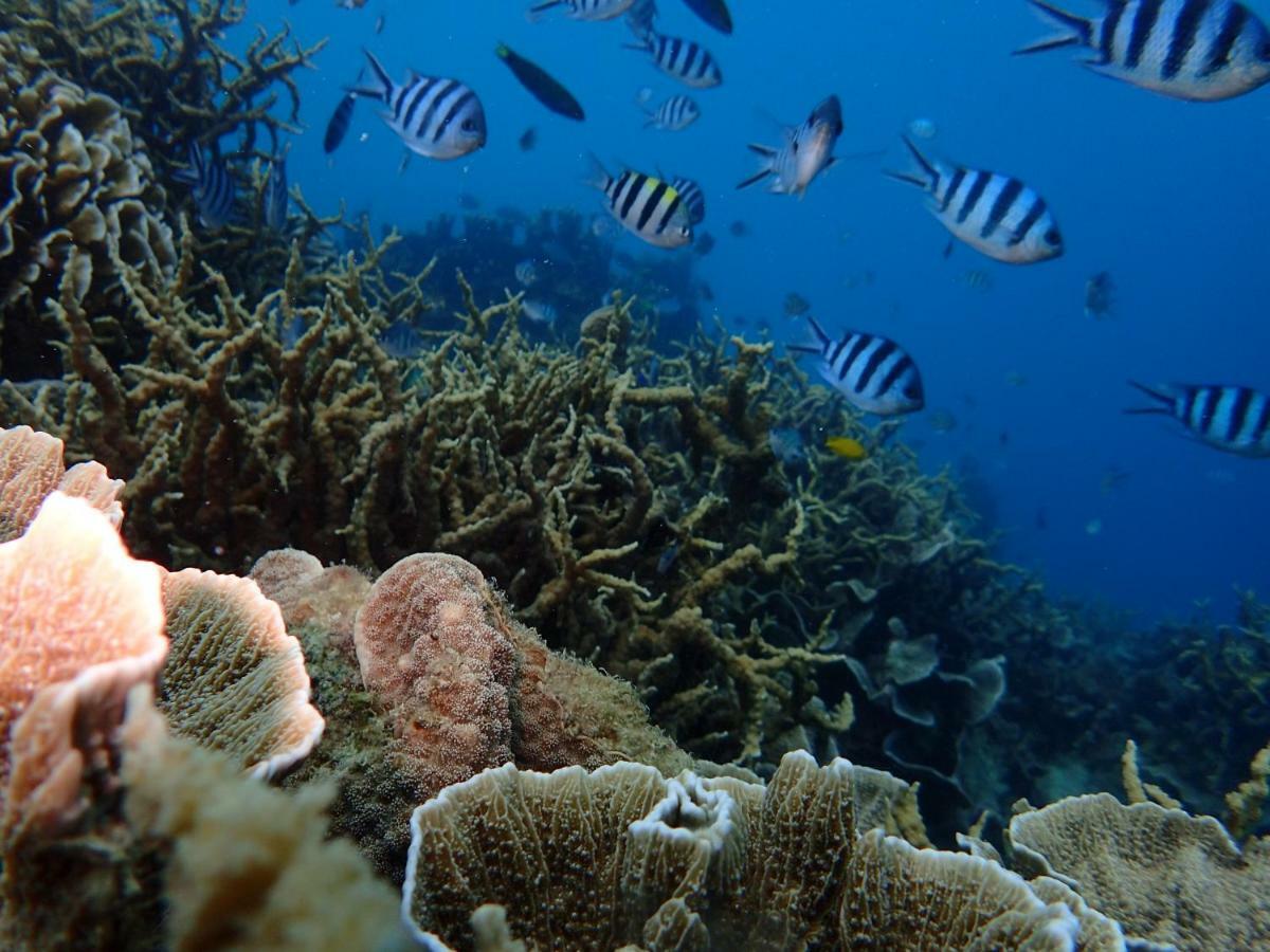 Blue Coral Homestay Karimunjawa Buitenkant foto
