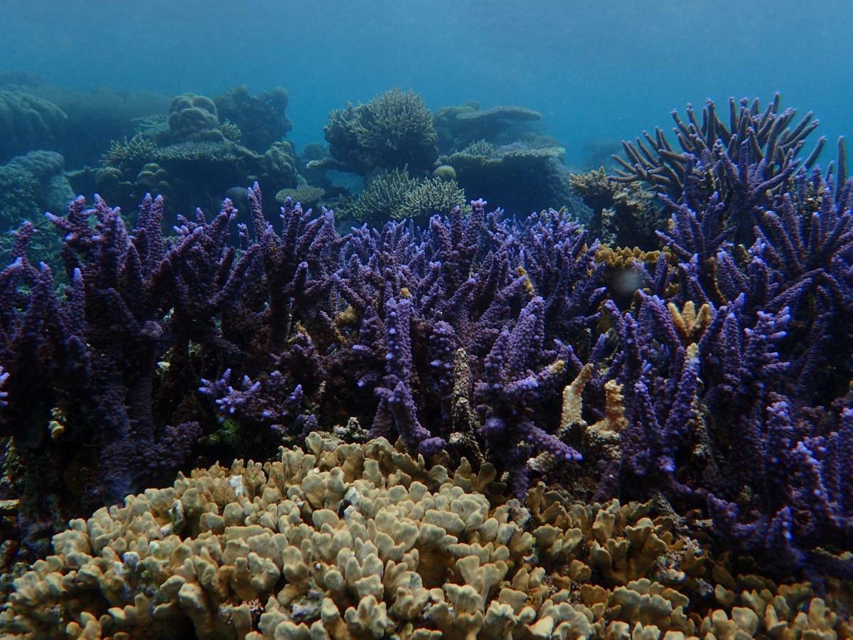 Blue Coral Homestay Karimunjawa Buitenkant foto